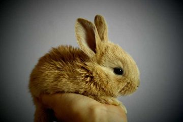 California to ban animal testing