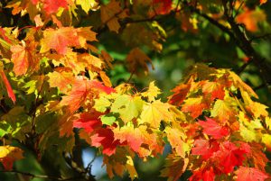 Scientists say maple leaves may be the new Botox | Spa Executive