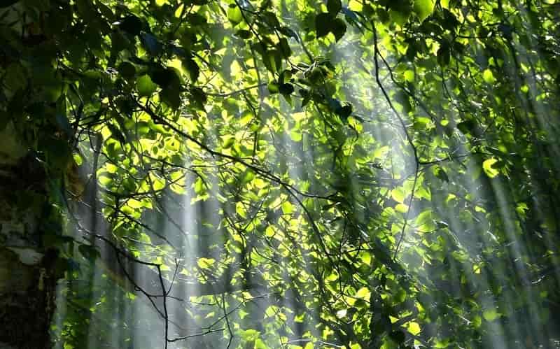 how light impacts wellbeing
